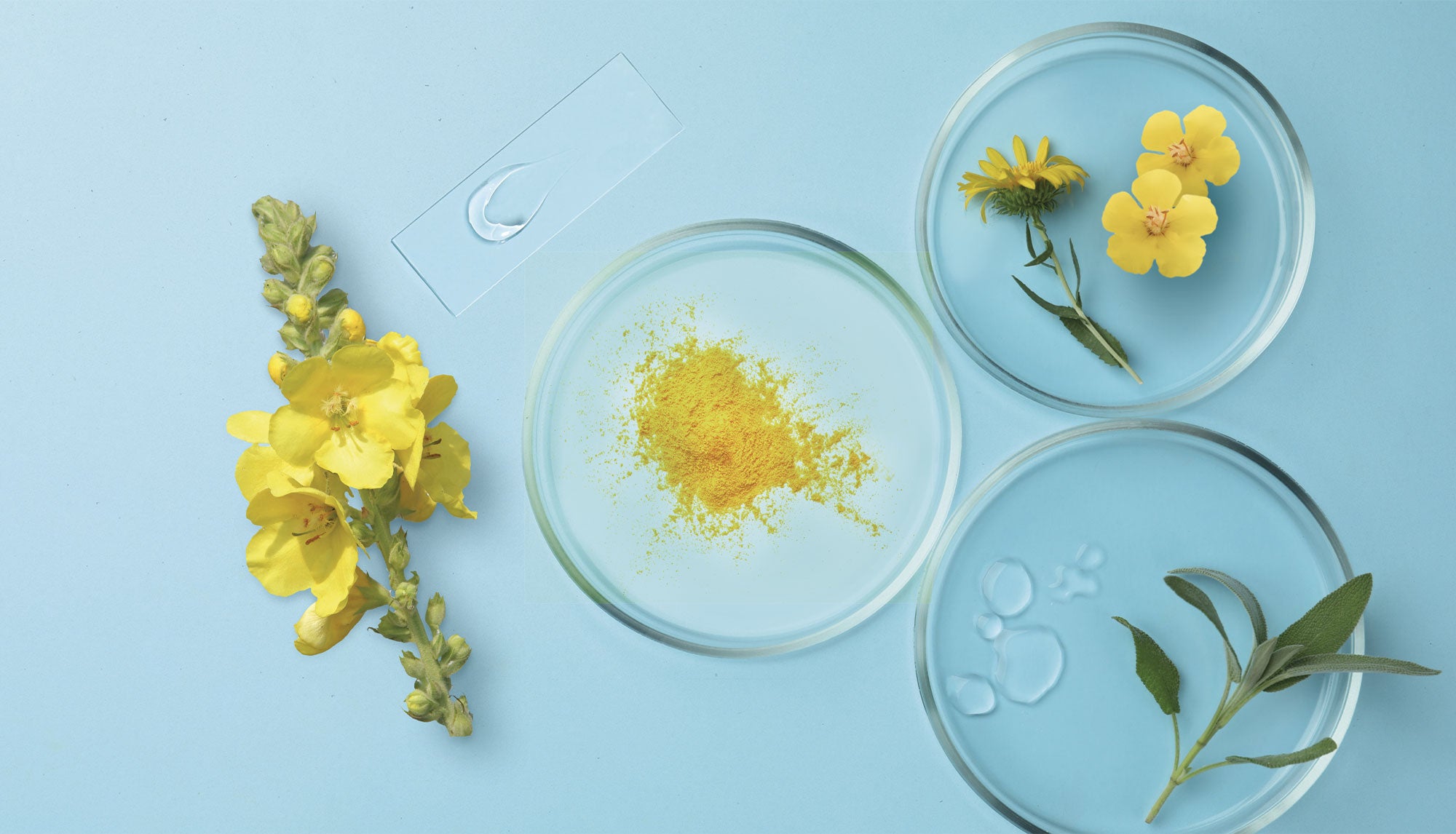 Shampoo per capelli assetati, fiore di verbasco Herbatint