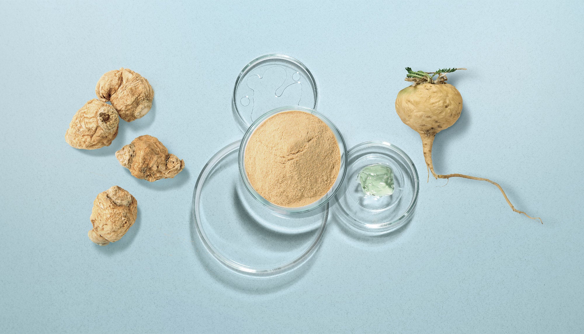 Maca-Extrakt (Lepidium meyenii) mit Maca-Wurzeln und Pulver in Laborbehältern