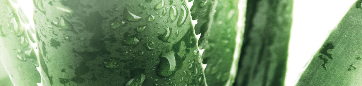 Primer plano de hojas de aloe verde con gotas de agua en la superficie, símbolo de frescura, hidratación e ingredientes naturales.