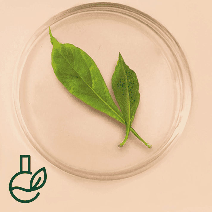 Duas folhas verdes numa caixa de Petri transparente sobre fundo bege, acompanhadas de um ícone estilizado de frasco e folha representando o equilíbrio entre a natureza e a ciência