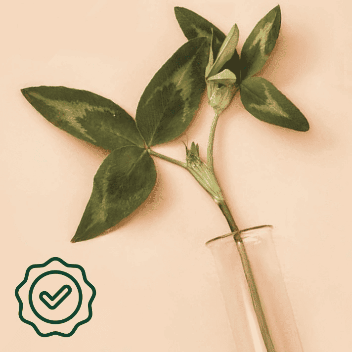 Ramo verde com folhas num cilindro de vidro sobre fundo bege, acompanhado de um ícone de qualidade estilizado com uma marca de verificação